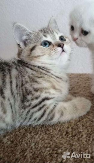 Шотландские котята