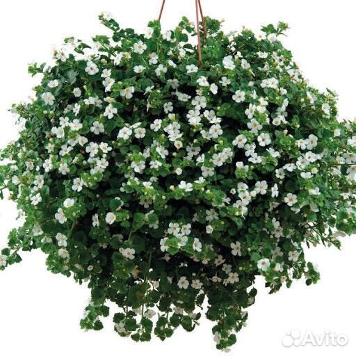 Бакопа ампельная