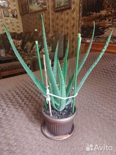 Алоэ вера растение