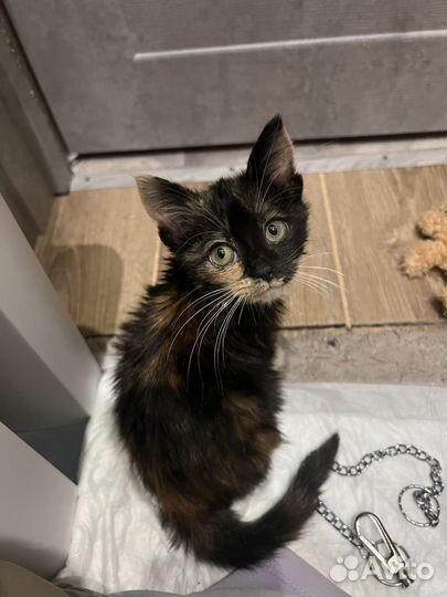 Котята в добрые руки бесплатно