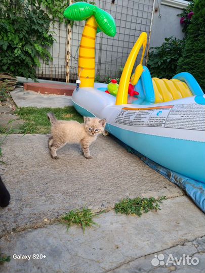 Котенок девочка в добрые руки