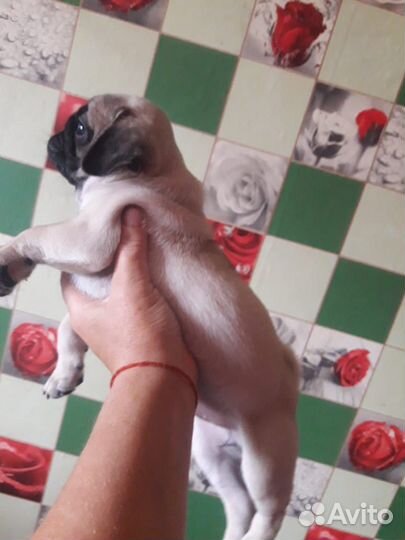 Щенок мопса девочка