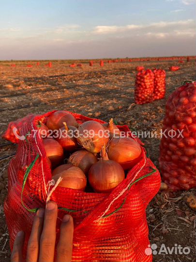 Лук репчатый урожай 2023 оптом