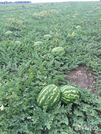 Арбуз 1 сбор