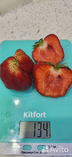 Рассада клубники Цунаки