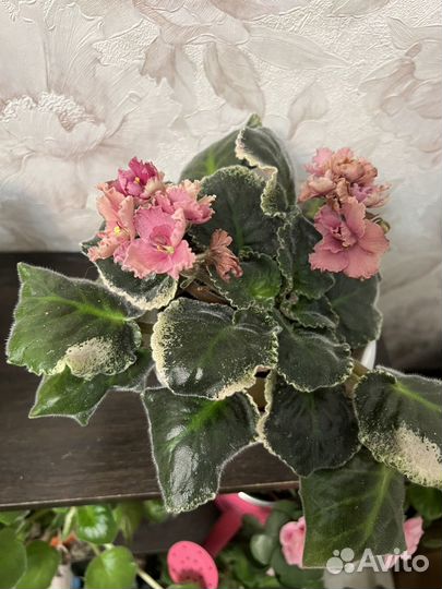 Цветущие фиалки