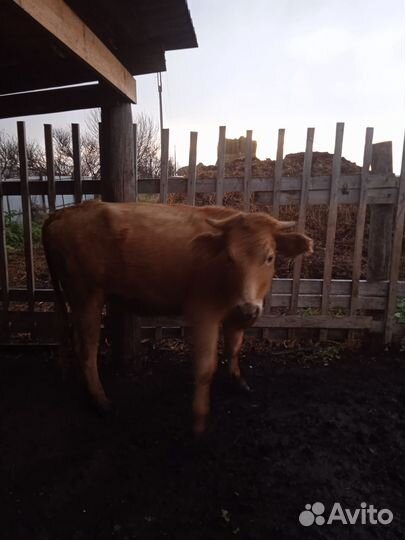 Продажа крс