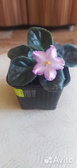 Сортовые фиалки