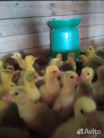 Цыплята