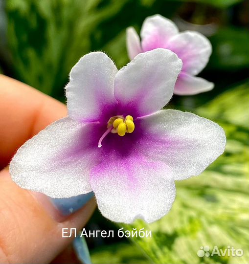 Детки фиалок