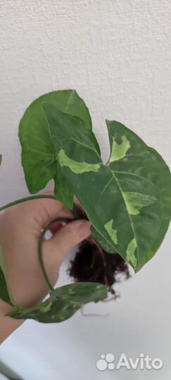 Сингониум панда