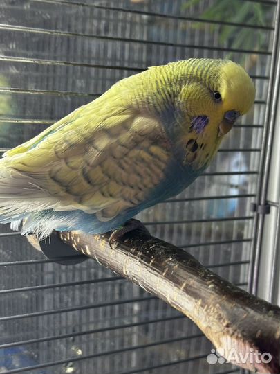 Выставочный волнистый попугай (ввп, чех), самец