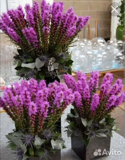 Лиатрис многолетний садовый цветок