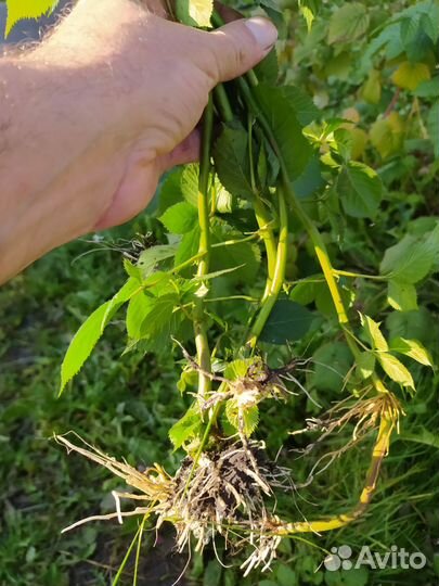 Продам саженцы ежевики