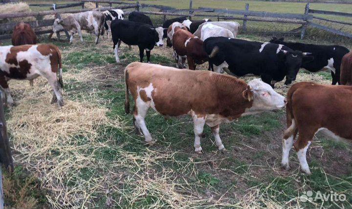 Бычки и быки