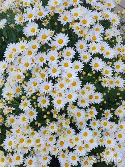 Хризантемы мультифлора