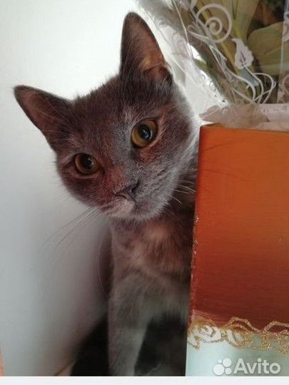 Кошка Сима
