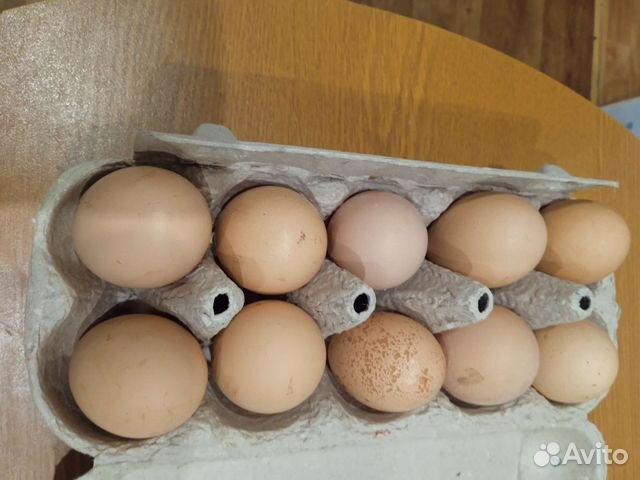 Цыплята и инкубационное яйцо породистой птицы