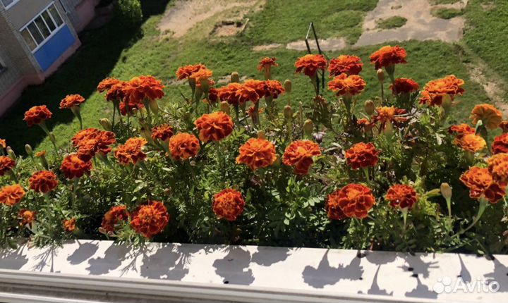 Рассада помидоры, перец, баклажаны