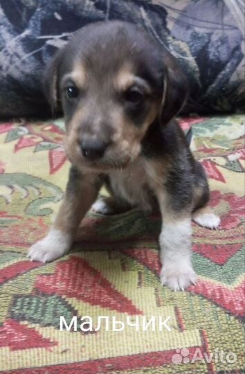 Щенки русской пегой гончей