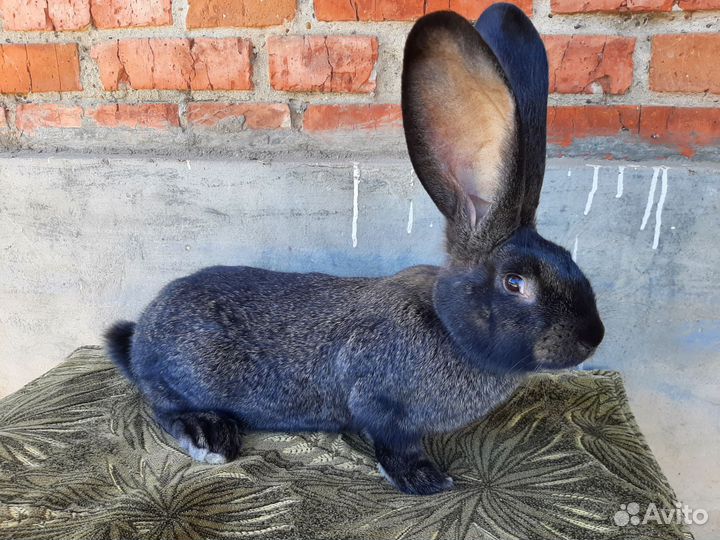 Кролики бельгийский великан
