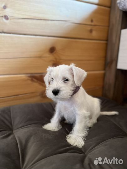 Белый цвергшнауцер