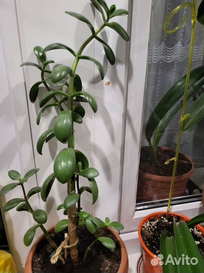 Толстянка (денежное дерево)