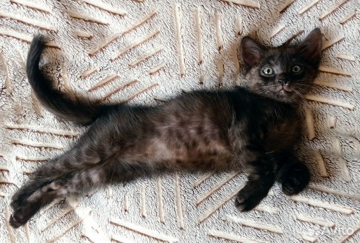 Котята в добрые руки даром