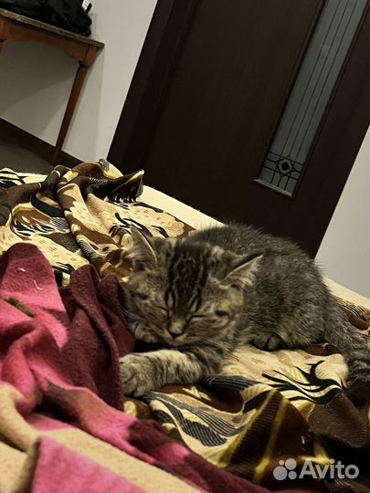 Кошка в дар