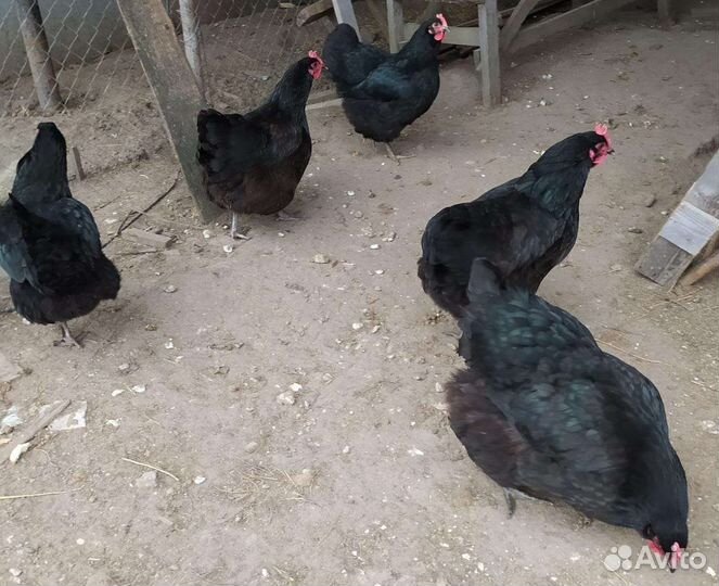 Инкубационное яйцо джерсийский гигант поместное