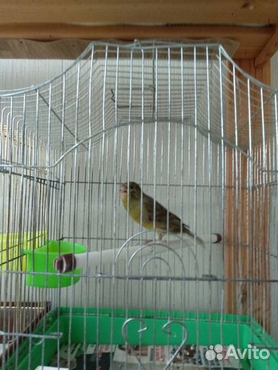 Молодые кенары