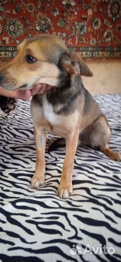 Собака в добрые руки