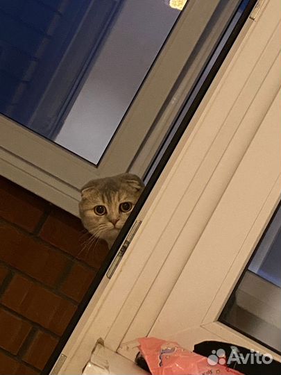 Шатланские вислоухие котята