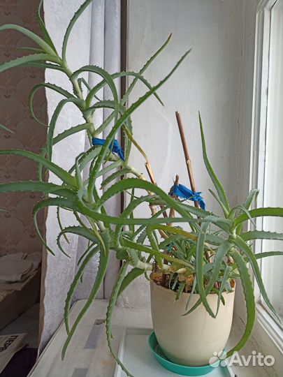 Комнатные домашние растения