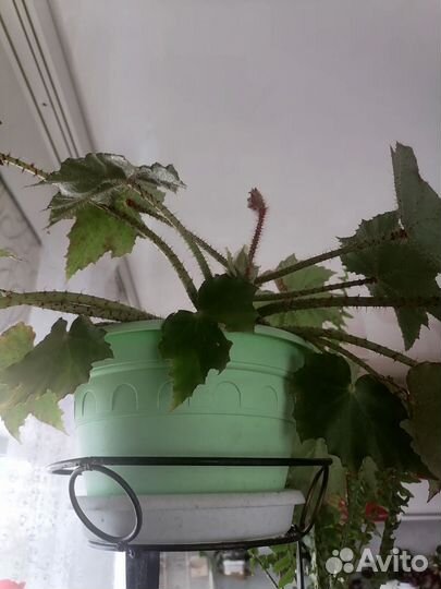 Комнатные цветы