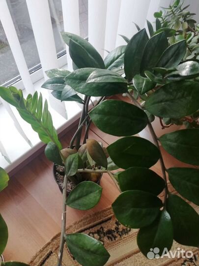 Замиокулькас