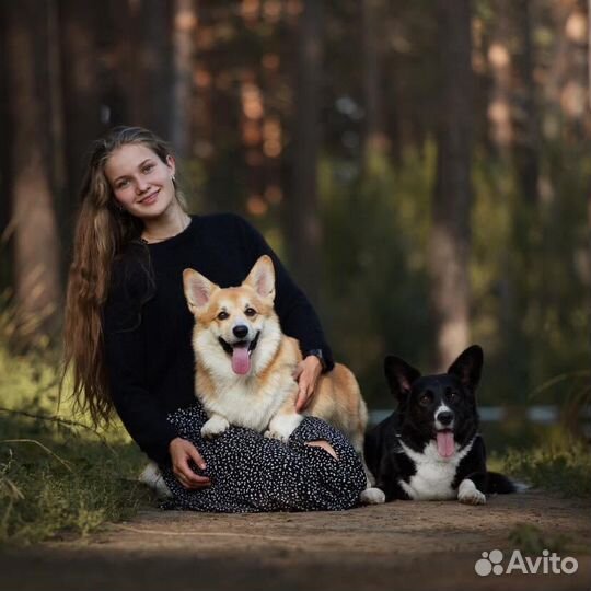 Хендлер, грумер, подготовка к выставке собак