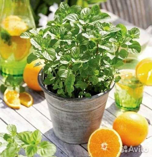 Растения для сада