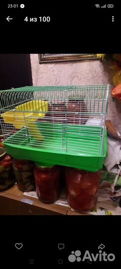 Морская свинка
