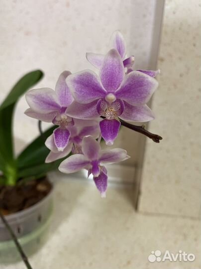 Орхидеи эквестрис