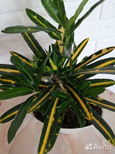 Кротон кодиеум