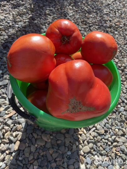 Помидор спелый