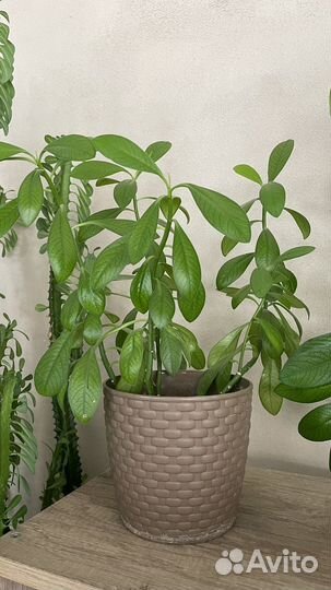 Комнатные цветы