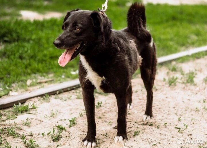 Собака-компаньон Мика в добрые руки