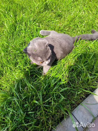 Шотландская вислоухая кошка бесплатно