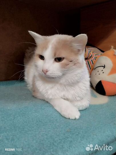 Зайка ищет семью