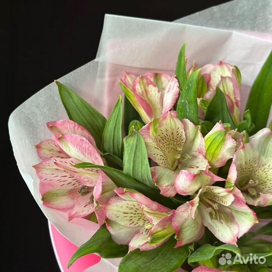 Альстромерия Альстромерии