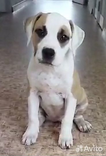 Жду, тебя, мой хозяин