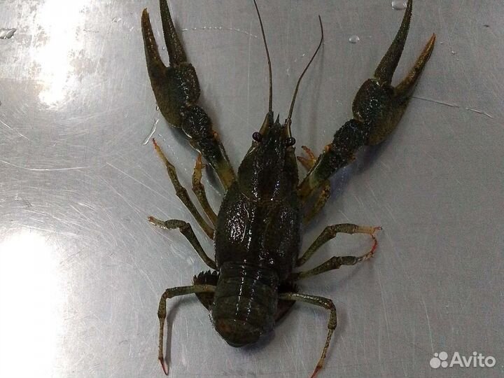 Продажа живых и варёных раков