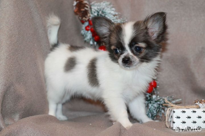 Девчишки д\ш